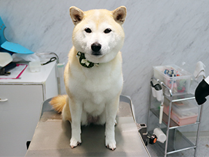 神奈川に近い東京町田のブリーダーKAKOでトリミングした柴